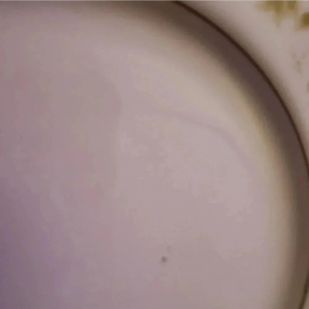 A set of 5 salad/dessert plates‎